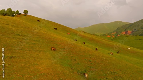 Free-range grass-fed cows are grazing on green mountain pasture at summer sunset in Kyrgyzstan, aerial view