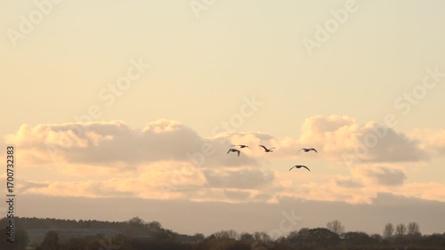 Geese flying in evening sky and landing in nature reserve  in wild area of England.  Birds flying in sunset UK 4K