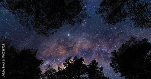 Upward gaze at the sky on starry sky with Milky Way from forest. Timelapse shot, Earth rotation concept. Camera is zooming in, moving bottom. Wide angle lens shot