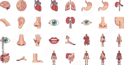 Detailed Human Anatomy Icons – Brain, Heart, Lungs, Stomach, Eyes, Ears, Limbs & Full Body Medical Illustrations for Education & Health