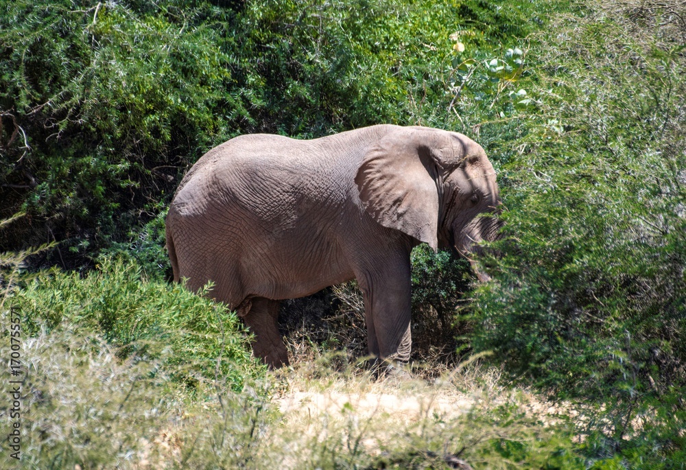 Fototapeta premium African elephant walking through the bushland of the Samburu national park in Kenya