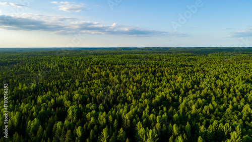 An aerial drone view captures the vast expanse of a dense, green coniferous forest stretching towards the horizon under a clear blue sky with scattered clouds