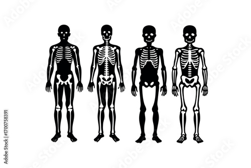 human skeletal structures shown in various stages silhouette
