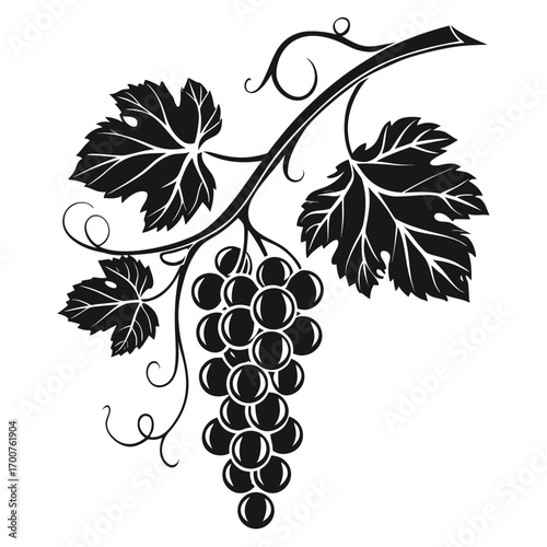 grapes on vine  black and white vector 