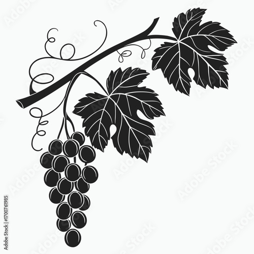 bunch of grapes  black and white vector 