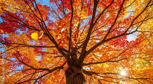 Captivating autumnal canopy: A symphony of scarlet and amber leaves against the sky