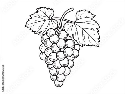 Vineyard grapes doodle sketch in contour style for coloring sheet