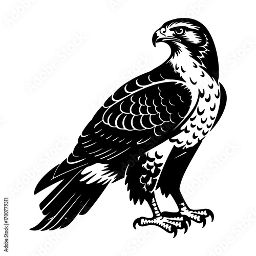A detailed illustration of a hawk standing on a rock