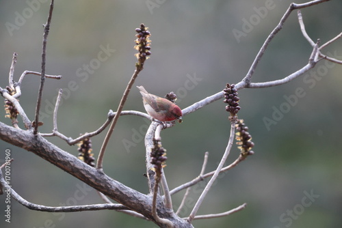Photography The common rosefinch (Carpodacus erythrinus) or scarlet rosefinch is the most widespread and common rosefinch of Asia and Europe