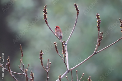 Canvas Print The common rosefinch (Carpodacus erythrinus) or scarlet rosefinch is the most widespread and common rosefinch of Asia and Europe