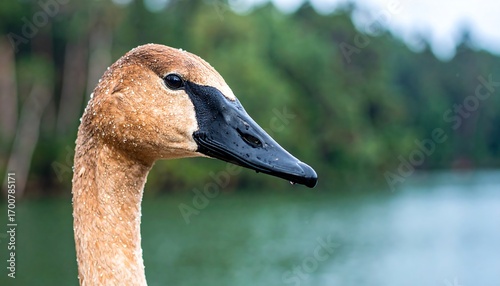 Close-up of a young swan's head and neck