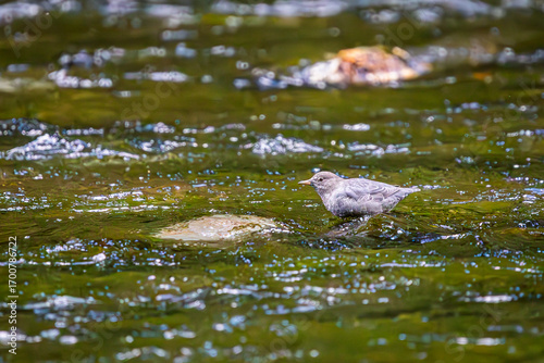 An American Dipper looking for food in the Clackamas River