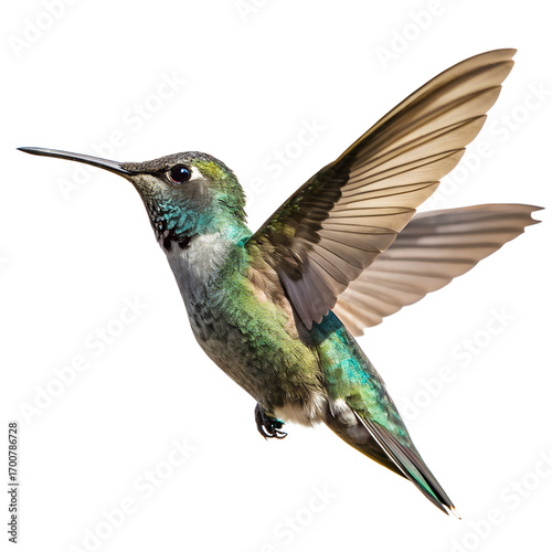 beautiful hummingbird in flight isolated on white background