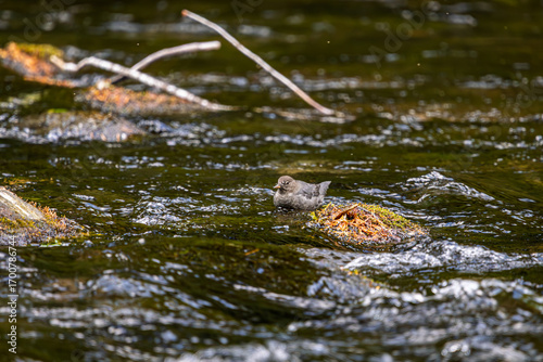 An American Dipper looking for food in the Clackamas River