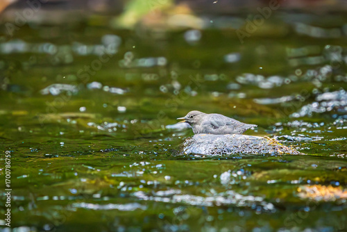 An American Dipper looking for food in the Clackamas River