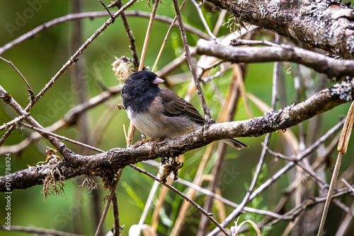 A Dark-eyed Junco perched in a tree