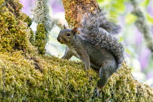 A serious looking squirrel up in a tree