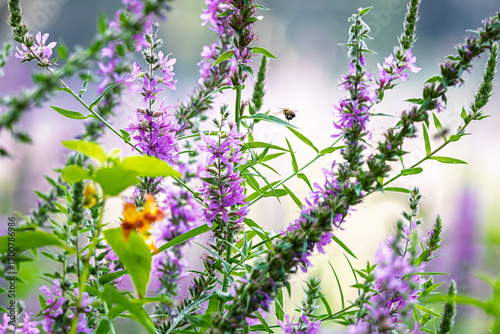 A bee flying around some beautiful purple flowers