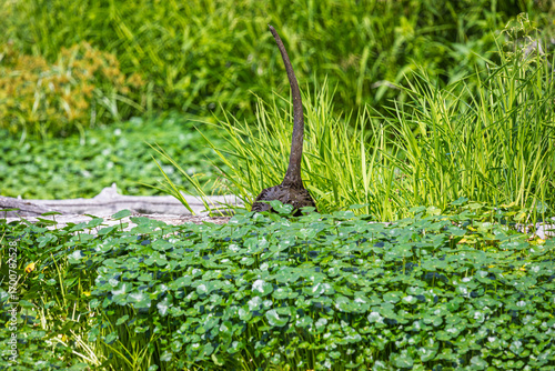 A Nutrias butt and tail sticking up from behind a log
