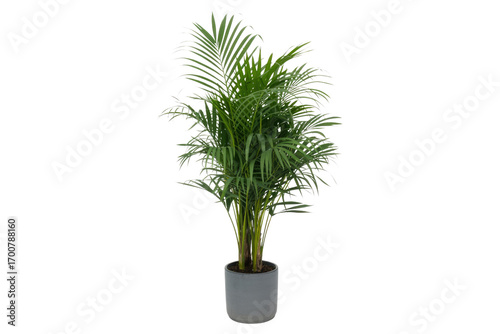 A potted Chamaedorea elegans, also known as a parlor palm, is shown against a transparent background. background removed