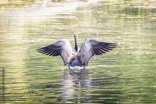 A Canadian Goose with its wings spread wide from behind