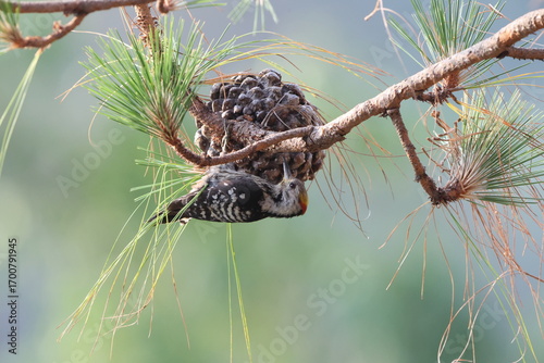 Photography The brown-fronted woodpecker (Dendrocoptes auriceps) is a species of bird in the family Picidae