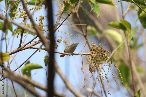 Photography The greenish warbler (Phylloscopus trochiloides viridanus) is a widespread leaf warbler