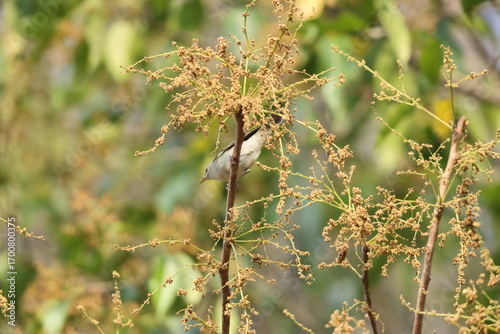 Photography The greenish warbler (Phylloscopus trochiloides viridanus) is a widespread leaf warbler