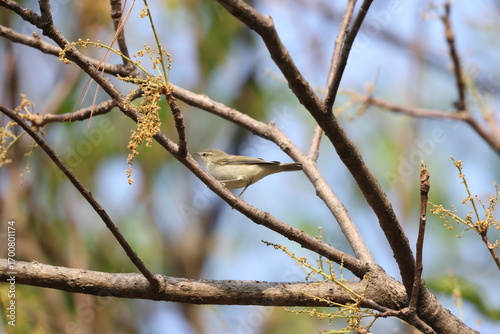 Photography The greenish warbler (Phylloscopus trochiloides viridanus) is a widespread leaf warbler