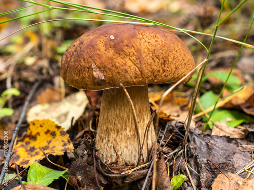 A large porcini mushroom with a light brown cap grows among fallen leaves, needles, and green grass.