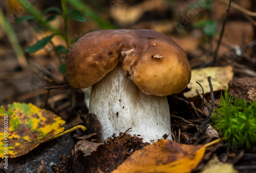 The porcini mushroom with a split brown cap grows among fallen leaves, green moss, and lingonberries.