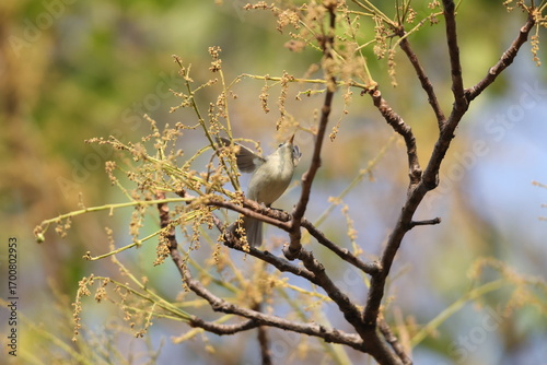 Photography The greenish warbler (Phylloscopus trochiloides viridanus) is a widespread leaf warbler