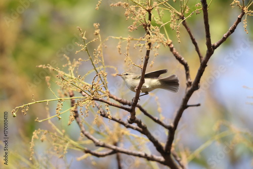 Photography The greenish warbler (Phylloscopus trochiloides viridanus) is a widespread leaf warbler