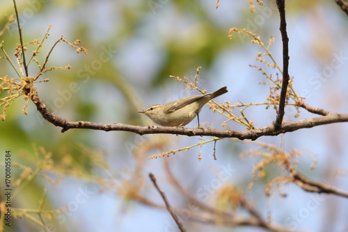 Photography The greenish warbler (Phylloscopus trochiloides viridanus) is a widespread leaf warbler