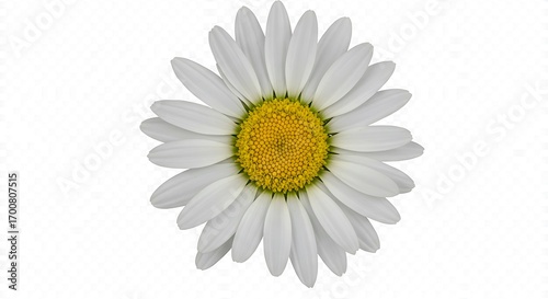 Close-up of a single white daisy with a bright yellow center on a white background.