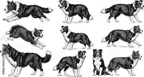 Border Collie dog illustrations, black and white sketch, hand drawn style, realistic poses, vintage canine art, agility breed vector