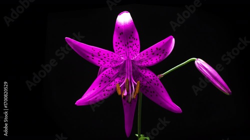 A bright pink lily with black spots and buds isolated on a black background blooms in time lapse mode.