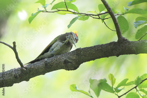 Canvas Print Lesser yellownape (Picus chlorolophus chloropus) is a type of woodpecker which is a widespread  in tropical and sub-tropical Asia
