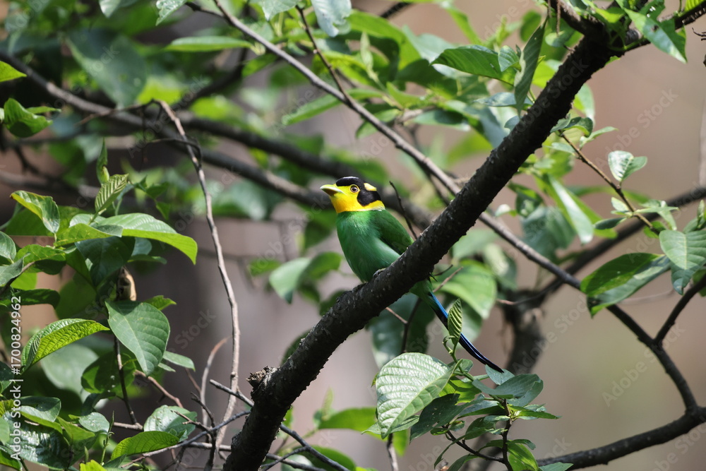 Naklejka premium The long-tailed broadbill (Psarisomus dalhousiae dalhousiae) is a species of bird that is found in the Himalayas. This photo was taken in North India.