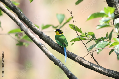 Photography The long-tailed broadbill (Psarisomus dalhousiae dalhousiae) is a species of bird that is found in the Himalayas
