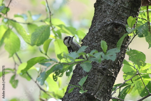Photography The grey-capped pygmy woodpecker (Yungipicus canicapillus mitchellii) is an Asian bird species of the woodpecker family (Picidae)