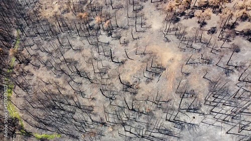Wallpaper Mural forest fire. trees burned in a forest fire. forest destroyed by fire Torontodigital.ca