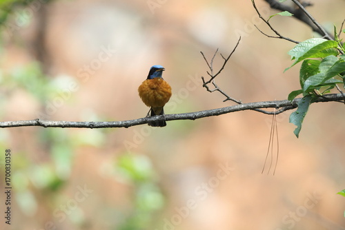 Canvas Print Blue-capped rock thrush (Monticola cinclorhyncha) is a species of bird in the family Muscicapidae