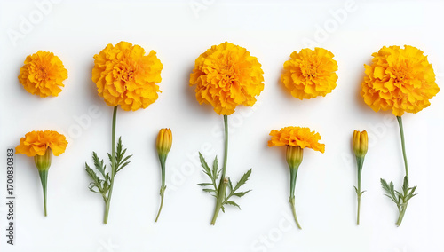 a flat lay of yellow marigold flowers on a white background, featuring various shapes and sizes.