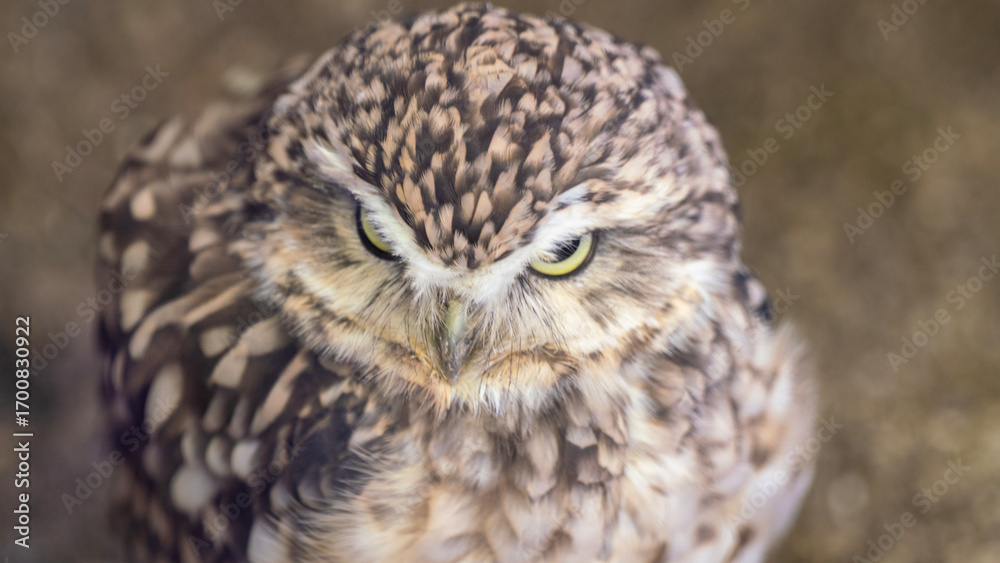 Obraz premium barn owl portrait