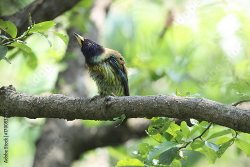 Photography The great barbet (Psilopogon virens marshallorum) is an Asian barbet native to the Indian sub-continent and Southeast Asia