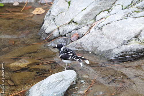 Sticker The spotted forktail (Enicurus maculatus maculatus) is a species of bird in the family Muscicapidae