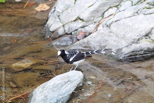 Photography The spotted forktail (Enicurus maculatus maculatus) is a species of bird in the family Muscicapidae