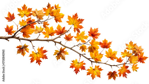 A single branch adorned with numerous colorful autumn maple leaves in hues of yellow, orange, and red, isolated on transparent background