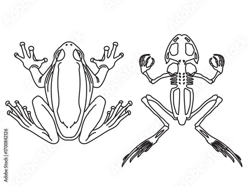 Frog and Frog Skeleton
